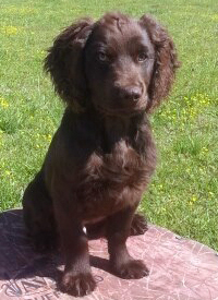 Fair Feather Retrievers 